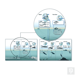 Infographic showing the threats to whales and dolphins, caused by fishing gear