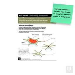 An infographic explaining how chromatophores work