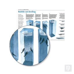 An illustration of the bubble net feeding behaviour, exhibited by humpback whales